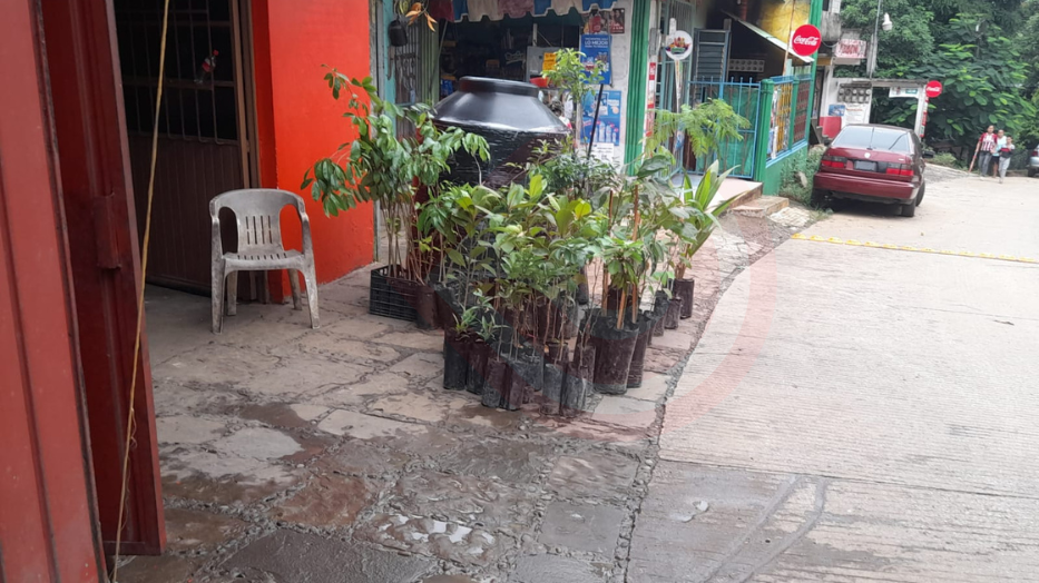 Árboles frutales en oferta.