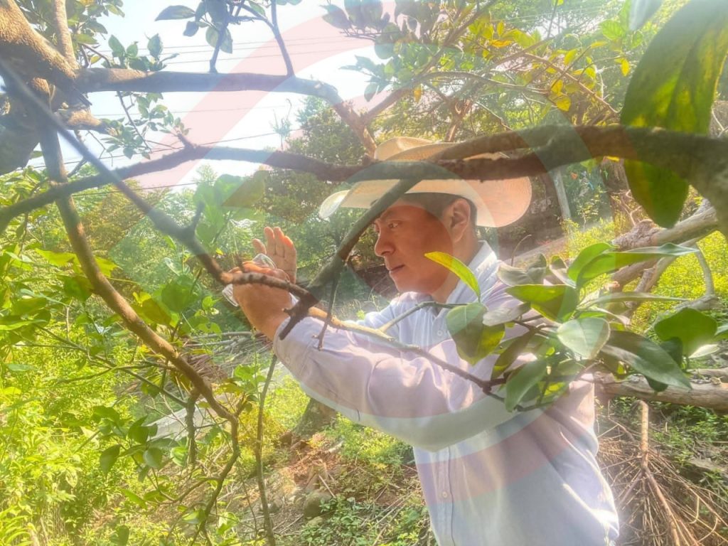 Realizan control biológico en Huertos de Traspatio