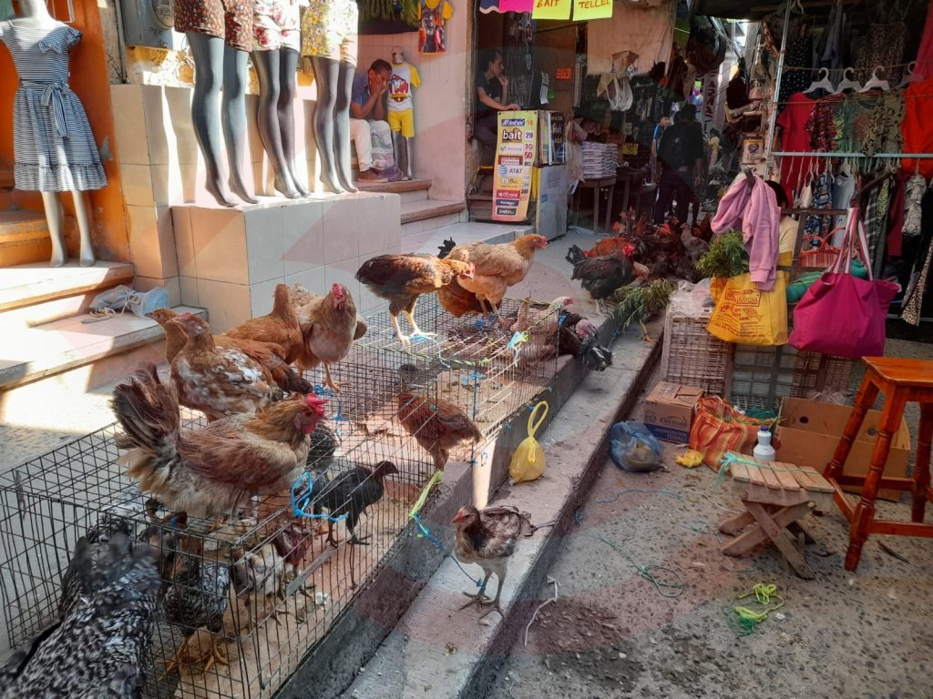 Venta de aves de corral vivas, afectada por la carne de pollo procesado: Opinan