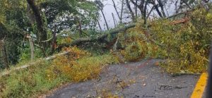 Caída de árbol bloqueo un carril de la México-Tampico