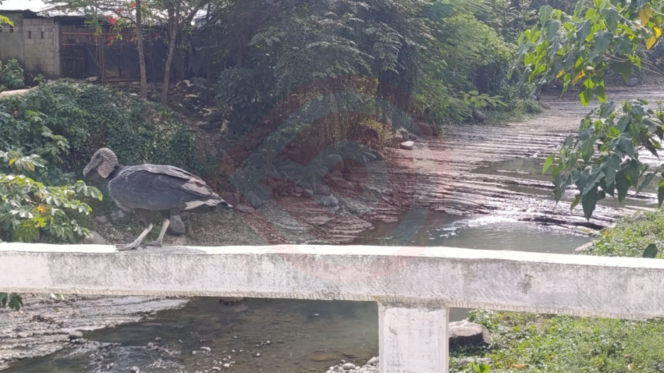 Vecinos de Jaltocán conviven entre contaminación y animales carroñeros