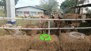 Proyectos Productivos llama a unir esfuerzos contra el gusano barrenador