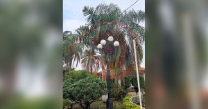 Falta de iluminación en el Jardín Municipal