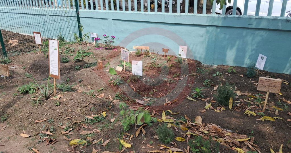 Sembraron plantas medicinales en el hospital