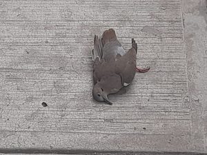 Comienzan a morir avecillas por golpe de calor