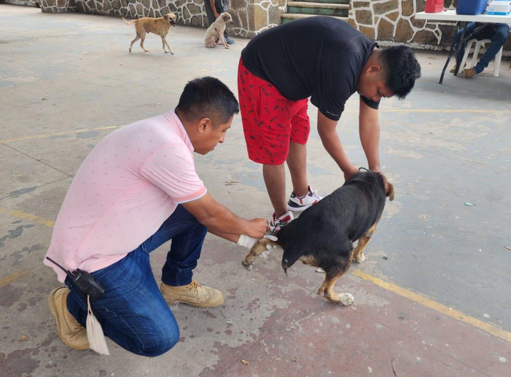 Intensifican jornada de vacunación antirrábica canina y felina