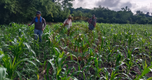 Sembrando Vida impulsa parcelas demostrativas para fortalecer la producción en la Huasteca