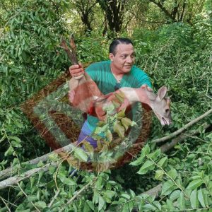 Profesor rescató un venadito que iba ser cazado