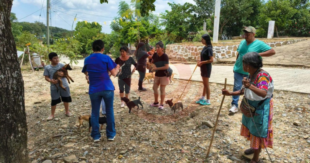 Con acciones coordinadas fortalecen el bienestar animal y la salud pública