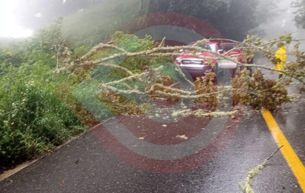 Caída de árboles bloquearon paso en carretera a Hueyapa