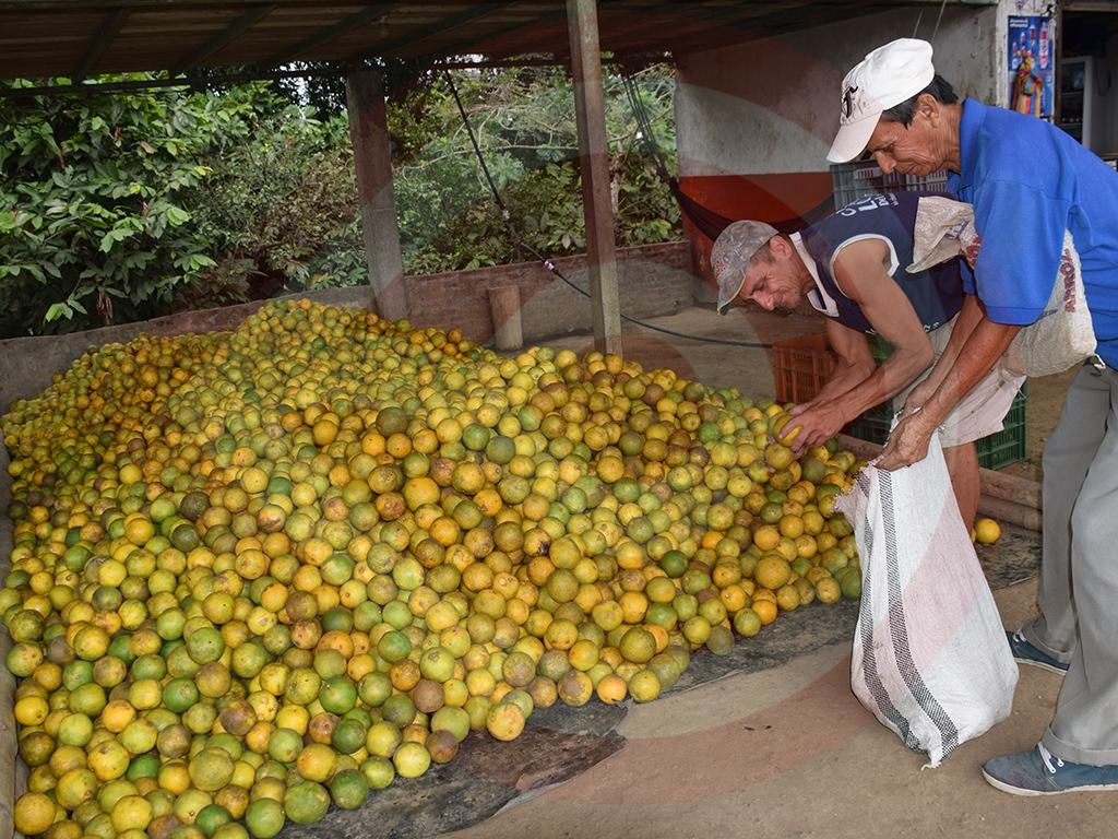 Se espera que el precio de la naranja incremente para finales de febrero.