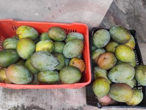 Crisis en la cosecha de mango