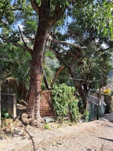 Árbol seco terminó por caer en el callejón Tetlama