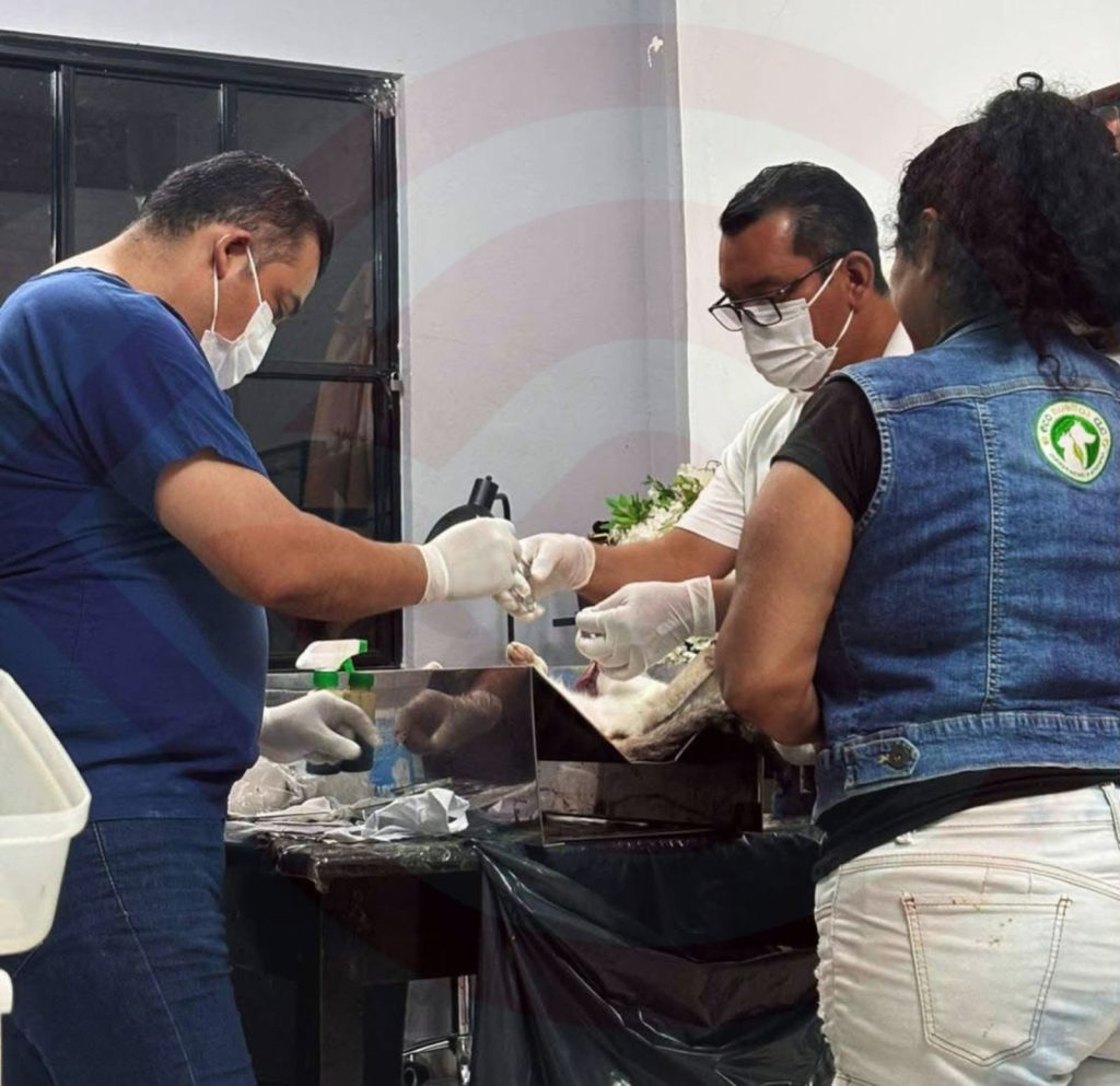 Anuncia EcoHuellas nueva jornada de esterilización para perros y gatos