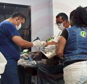 Anuncia EcoHuellas nueva jornada de esterilización para perros y gatos