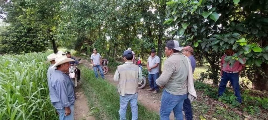 Capacitan a citricultores sobre estrategias de manejo y control de mosca prieta