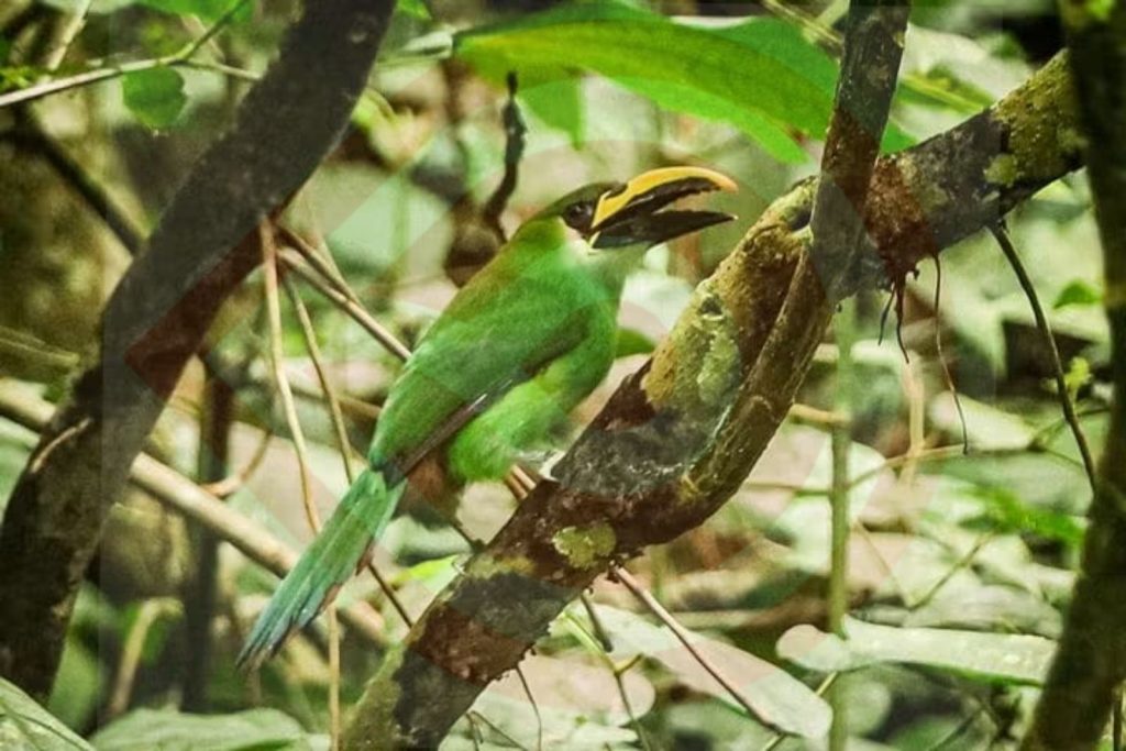 Tucaneta esmeralda, una joya alada de los bosques de Xilitla