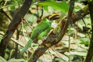 Tucaneta esmeralda, una joya alada de los bosques de Xilitla