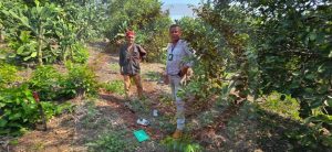 Productores avanzan en la comercialización de cítricos para cadena internacional
