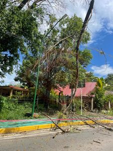 Caída de árbol genera falla en el suministro de luz en Aquismón