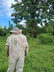 Protección Civil realiza retiro de abejas