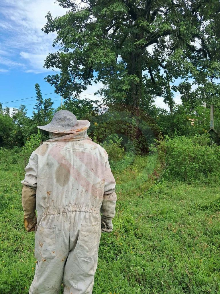Protección Civil realiza retiro de abejas