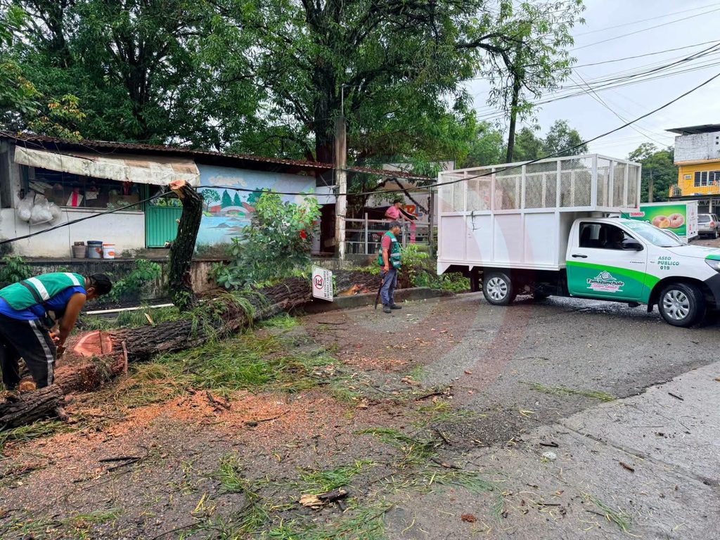 Retiran árbol derribado en Zacatipán