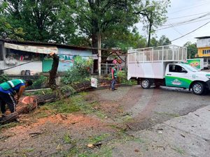 Retira aseo público un árbol caído y libera el paso en Zacatipán