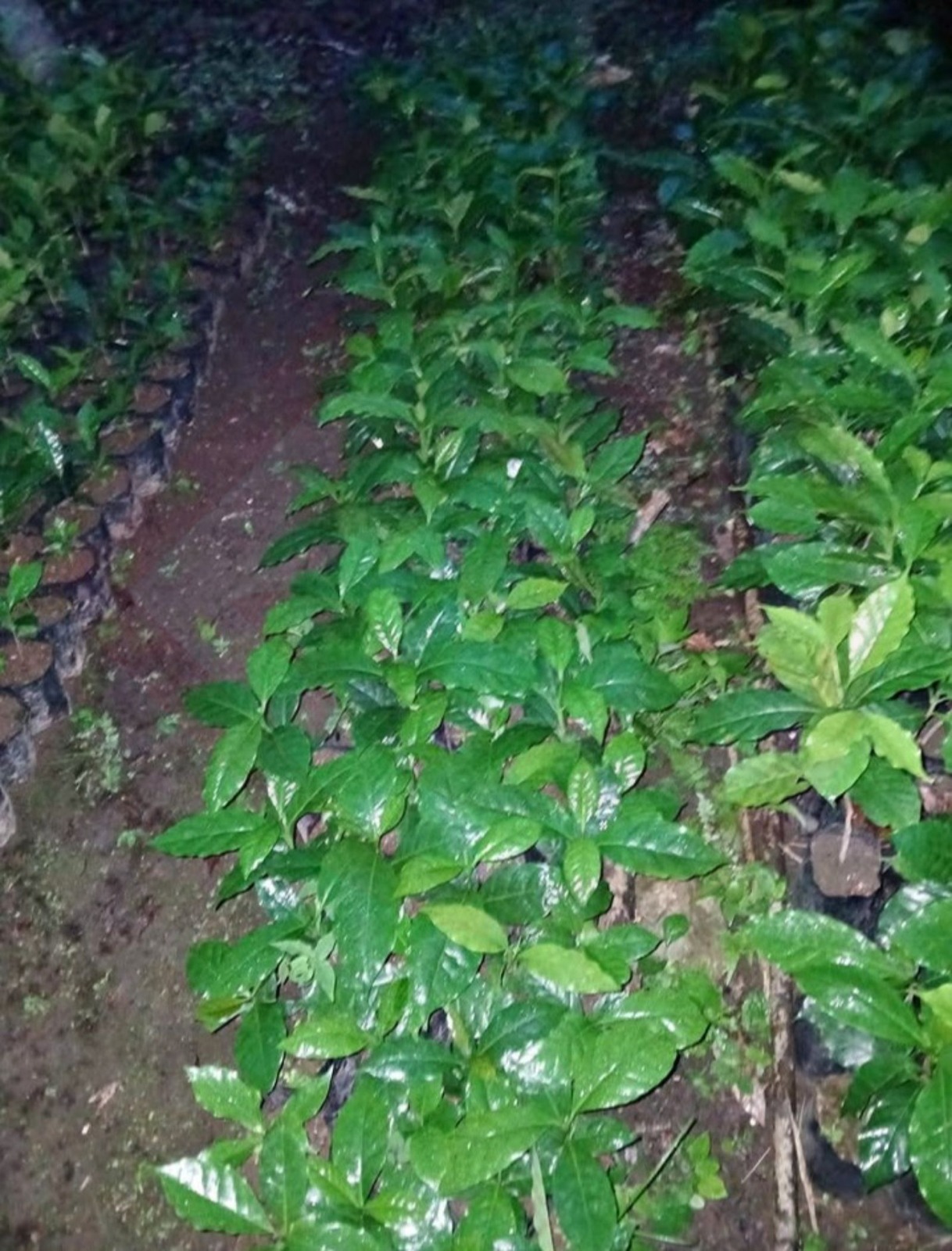 Retomarán proyecto del vivero escolar en Tampaxal