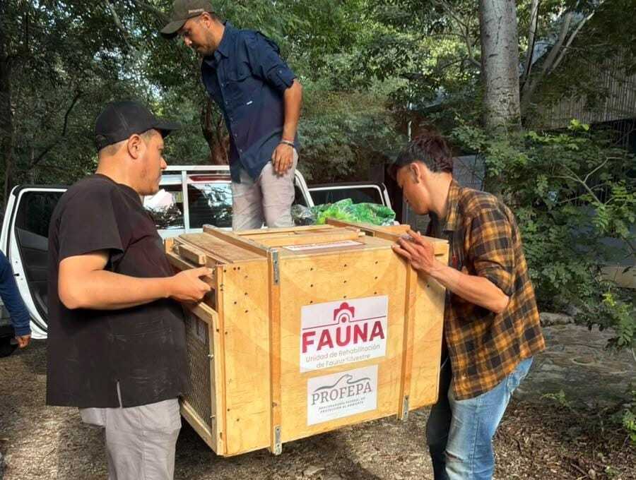 Reintegran a su hábitat un ocelote y un margay