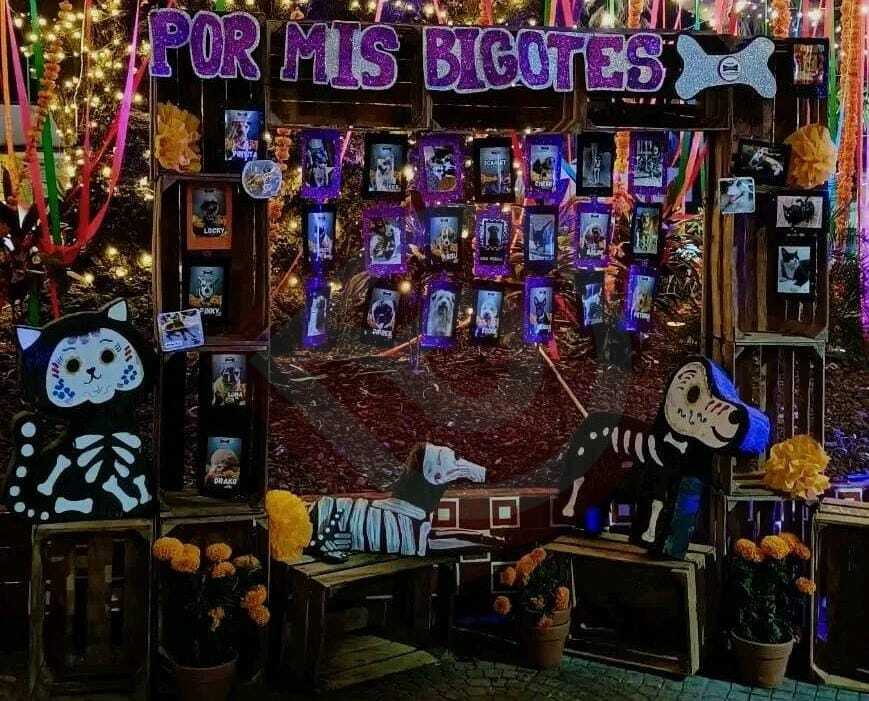 Invitan a armar arco de Día de Muertos en honor a mascotas