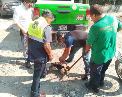 Atraparon Oso Hormiguero