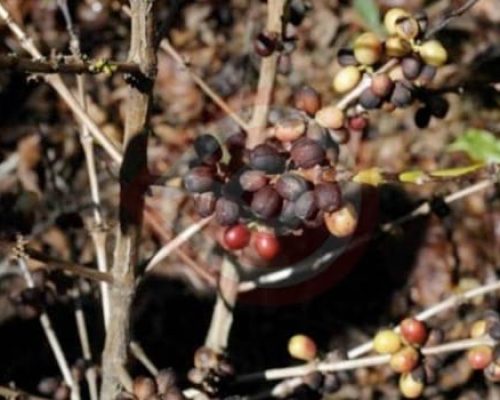 WhatsApp-Image-2023-09-28-at-9.53.51-PM-2 WhatsApp-Image-2023-09-28-at-9.53.51-PM-2