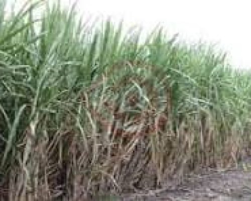 WhatsApp-Image-2024-04-16-at-9.53.25-PM-5