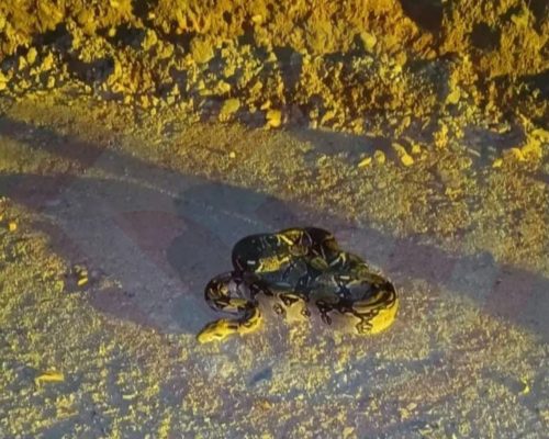 WhatsApp Image 2025-09-27 at 9.37.41 PM