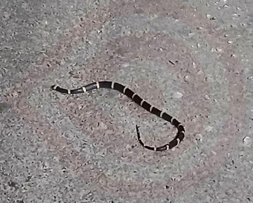 WhatsApp Image 2025-10-28 at 11.33.23 PM