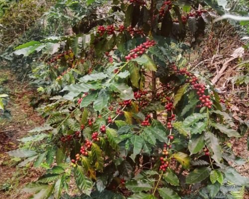 WhatsApp Image 2025-12-04 at 8.55.42 PM