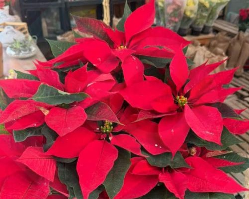 WhatsApp Image 2025-12-10 at 7.15.37 PM