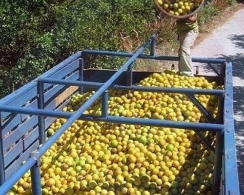 WhatsApp Image 2026-03-05 at 8.45.20 PM