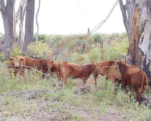 WhatsApp Image 2026-03-11 at 3.13.43 PM