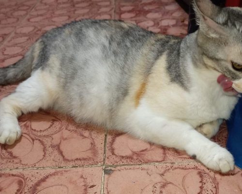 gatos